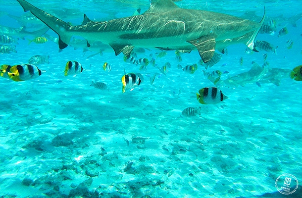 波拉波拉經典潟湖浮潛之旅→渡假村內晚餐