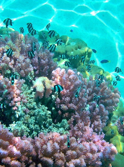 波拉波拉經典潟湖浮潛之旅→渡假村內晚餐