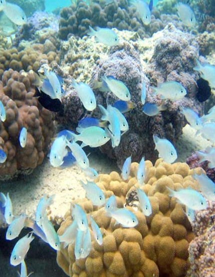 波拉波拉島(早午晚餐+快艇出海觀鯊、珊瑚花園浮潛、潟湖巡弋全日遊、離島野味午餐)