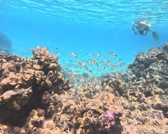 波拉波拉島(快艇出海觀鯊、珊瑚花園浮潛、離島野味午餐、潟湖巡弋全日遊)→渡假村內晚餐