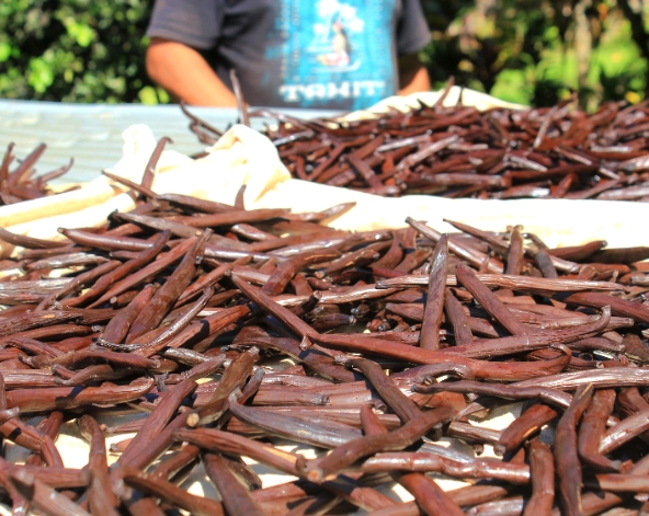 香草島-Taha'a (Motu Mahana)