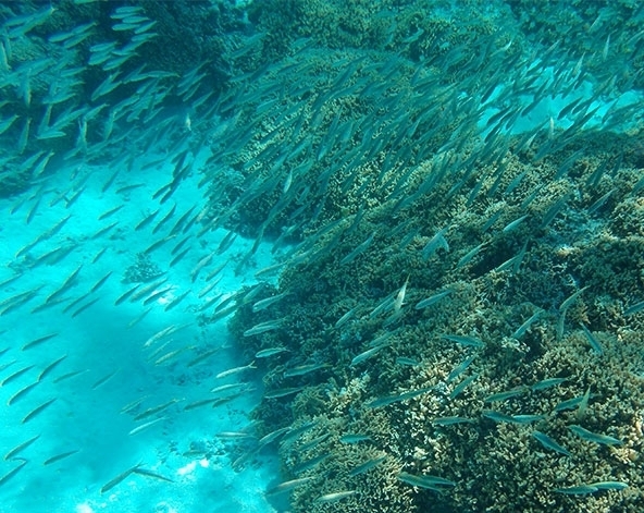 波拉波拉島(早午晚餐+快艇出海觀鯊、珊瑚花園浮潛、離島野味午餐、潟湖巡弋全日遊)