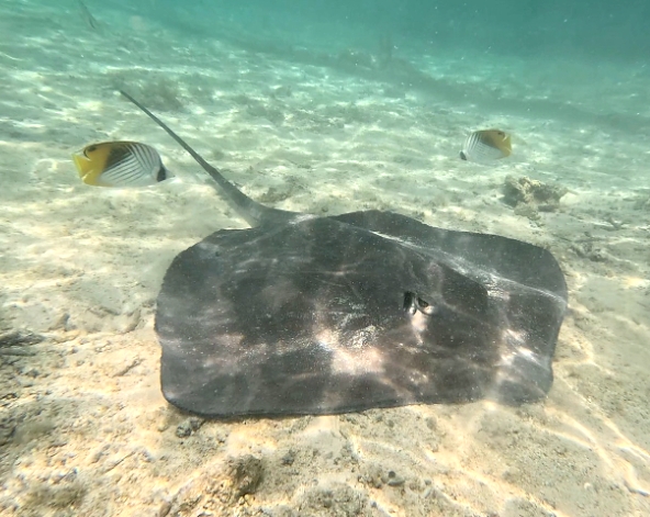 波拉波拉島(快艇出海觀鯊、珊瑚花園浮潛、離島野味午餐、潟湖巡弋全日遊)→渡假村內晚餐