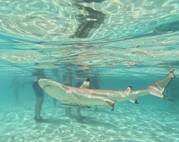 波拉波拉島(快艇出海觀鯊、珊瑚花園浮潛、離島野味午餐、潟湖巡弋全日遊)→渡假村內晚餐