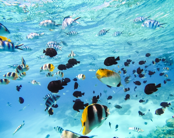 波拉波拉經典潟湖浮潛之旅→渡假村內晚餐